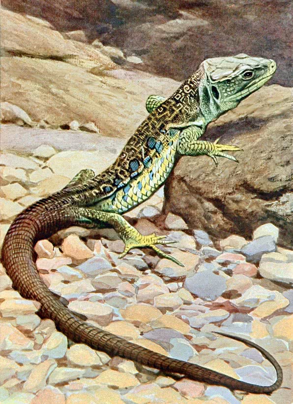 Ocellated lizard  Timon lepidus