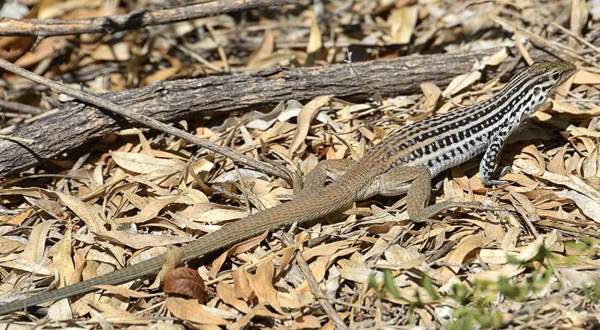 Plateau Spotted-Whiptail
