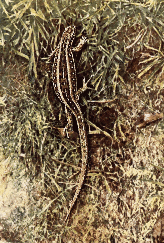 Sand lizard female  Lacerta agilis