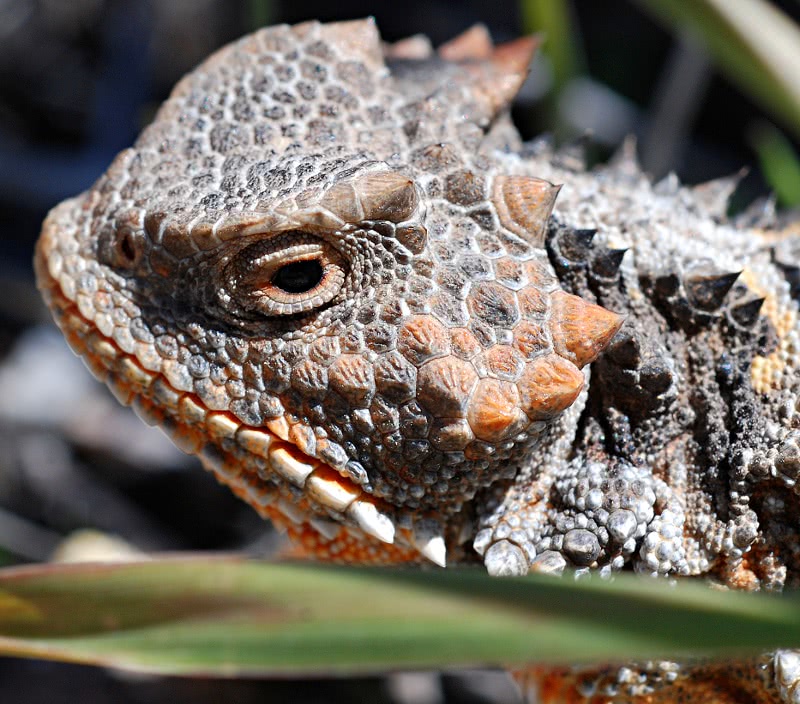 Short-horned Lizard closeup