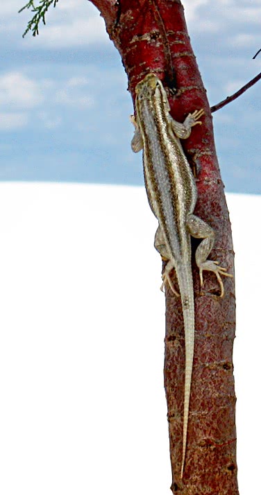 Southwestern Plateau Lizard  Sceloporus cowlesi
