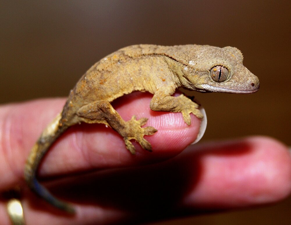 crown-gecko