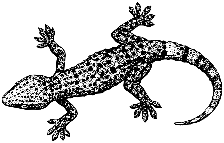 gecko-4