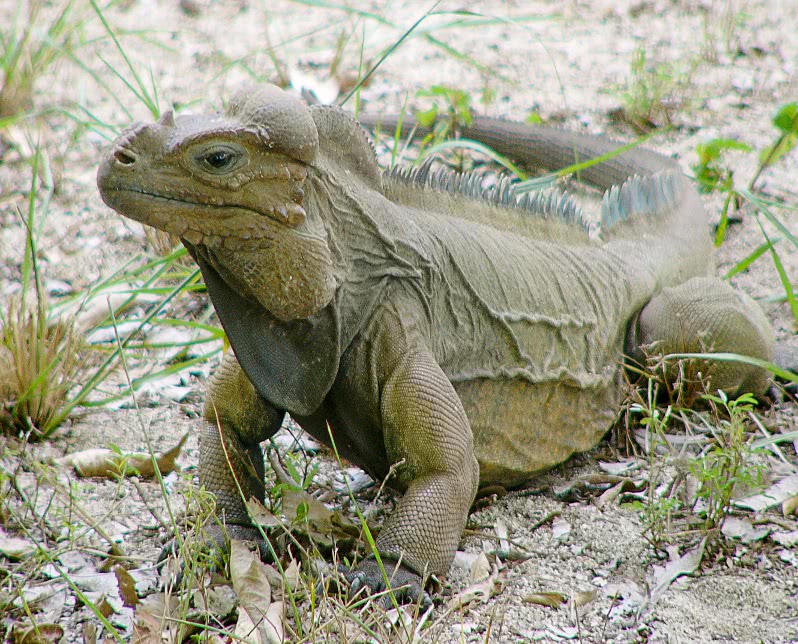 Iguana pauses in the grass