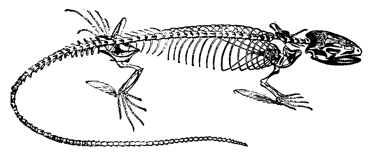 lizard skeleton