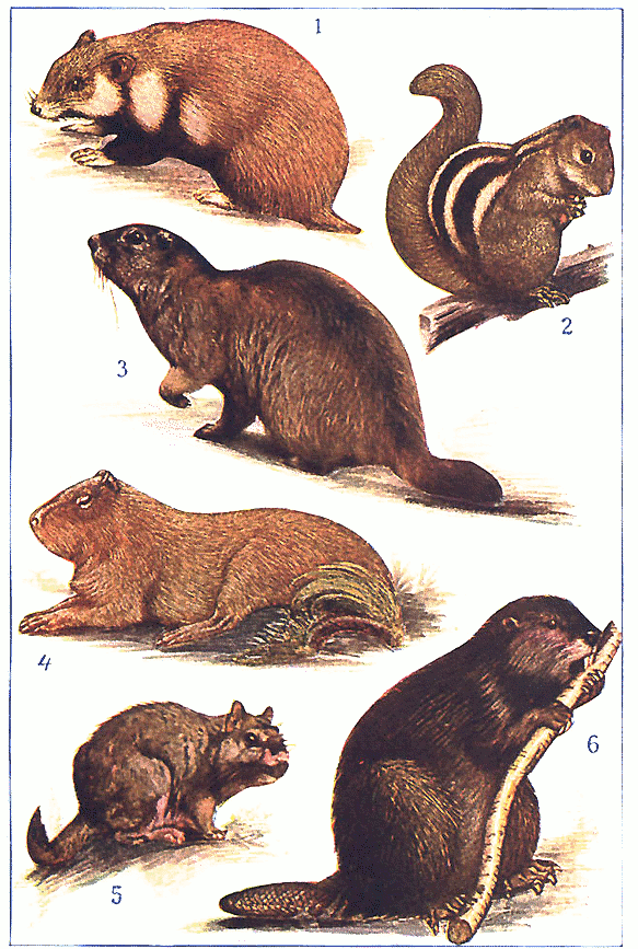 types of rodents