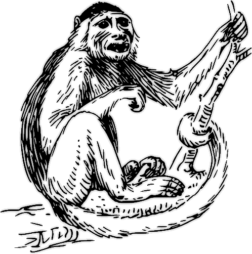 Capuchin monkey 2