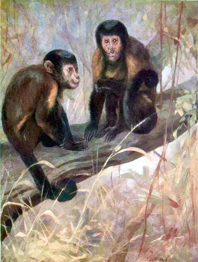 brown capuchins