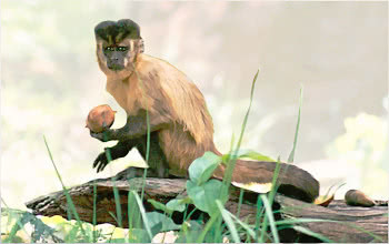 capuchin monkey w palm nut