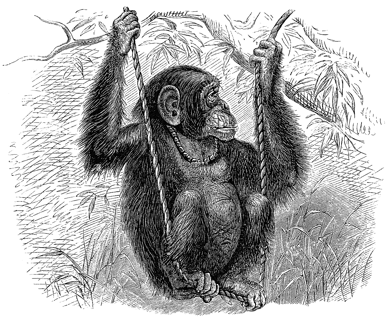 Pygmy-Chimpanzee