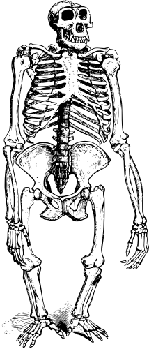 gorilla-skeleton