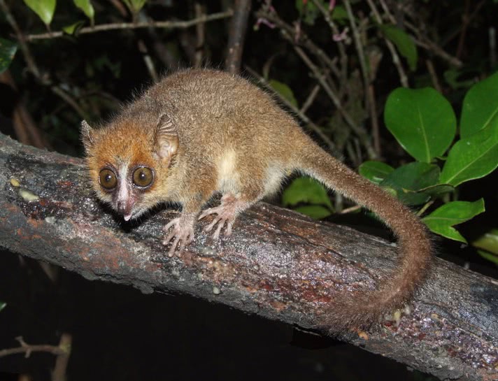 Pygmy Mouse Lemur Microcebus myoxinus