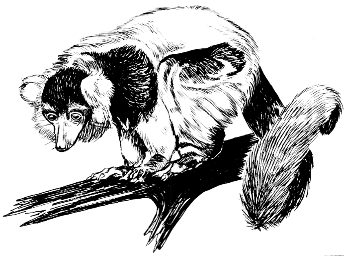 lemur drawing
