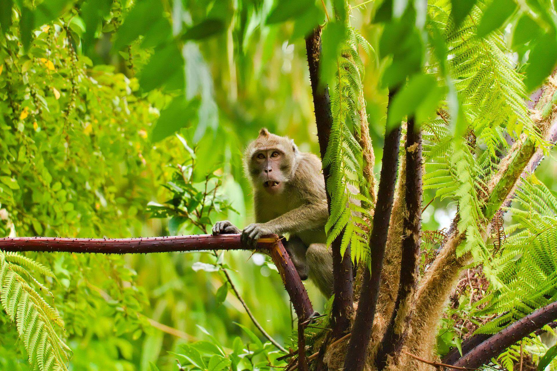 macaque-monkey