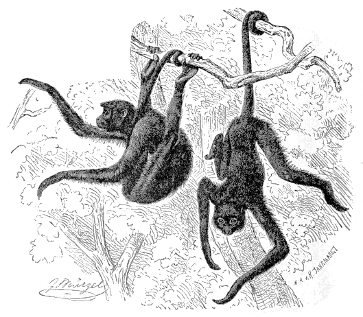 Coaita Spider Monkey