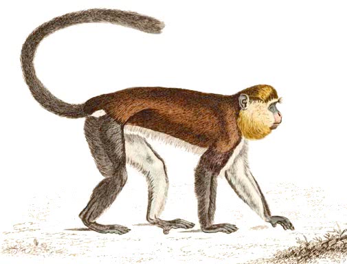 Monkey  Cercopithecus mona