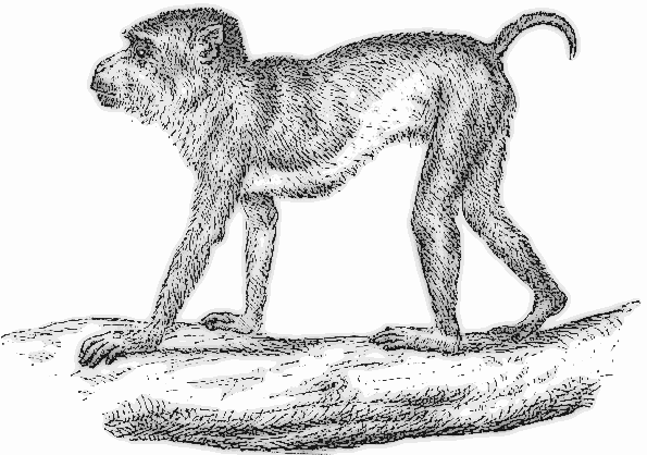 Pig tailed Monkey  macacus nemestrinus