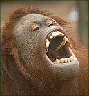 orangutan/