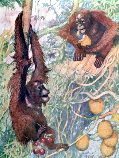 orangutans