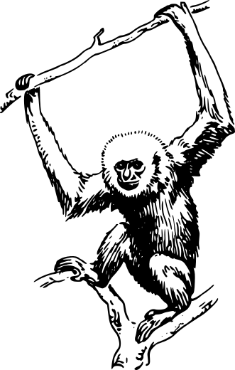 primate 2