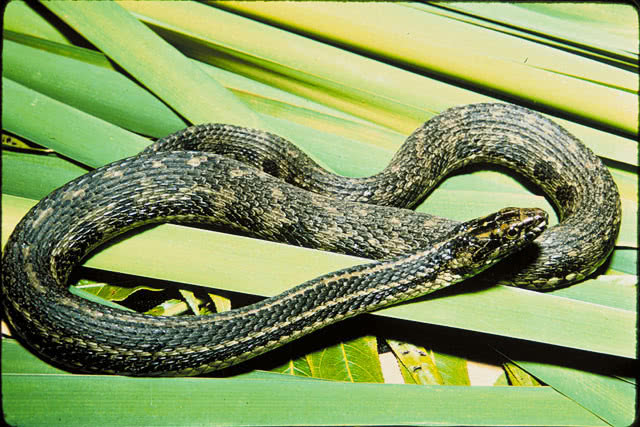Atlantic Salt Marsh snake USGS