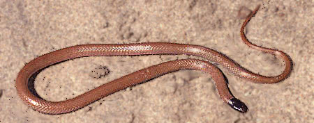 Black-Headed Snake  Tantilla planiceps