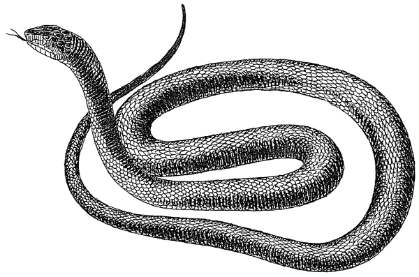 Black snake 1