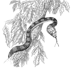 Brown tree snake drawing