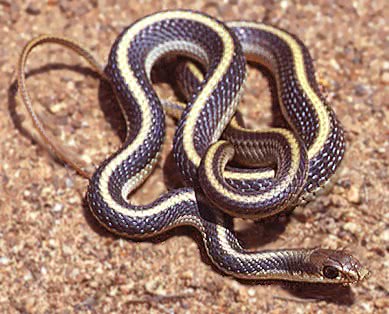 Coast Patch-Nosed Snake  Salvadora hexalepis virgultea