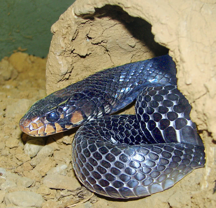 Eastern Indigo snake  Drymarchon couperi