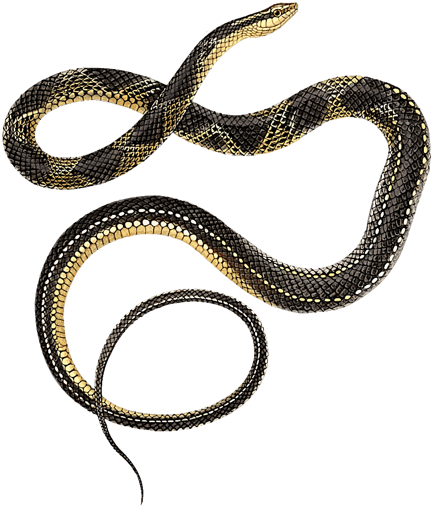 Lacepedes Ground Snake