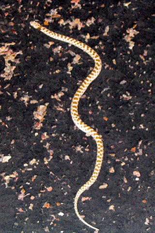 Night Snake