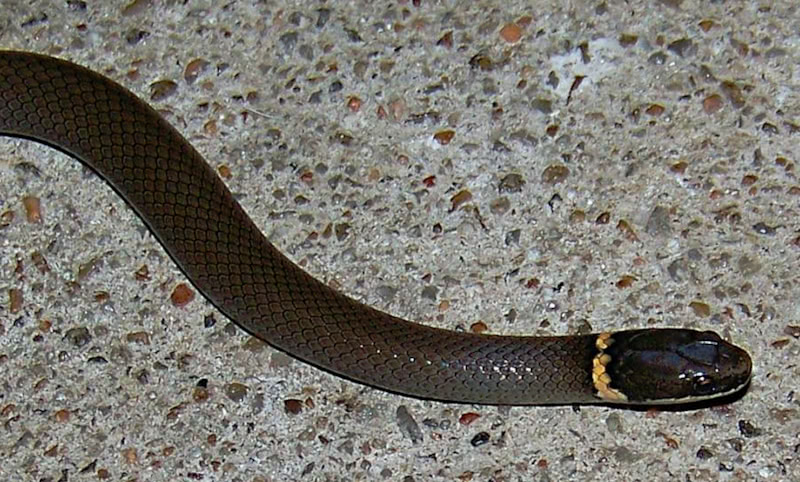 Prairie Ringneck Snake  Diadophis punctatus arnyi
