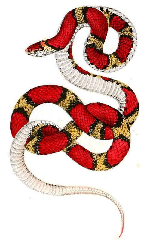Scarlet snake  Cemophora coccinea