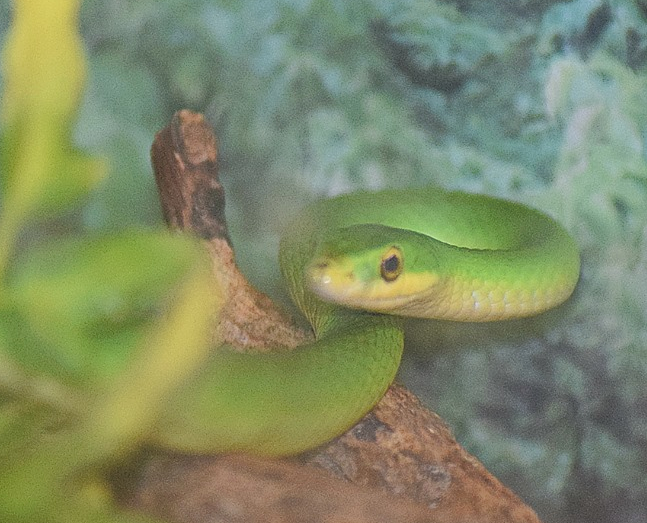 Smooth Green Snake  Opheodrys vernalis
