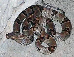 Texas lyre snake