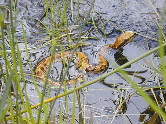 Water Moccasin USGS