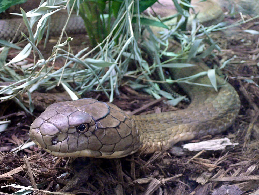 King cobra  Ophiophagus hannah