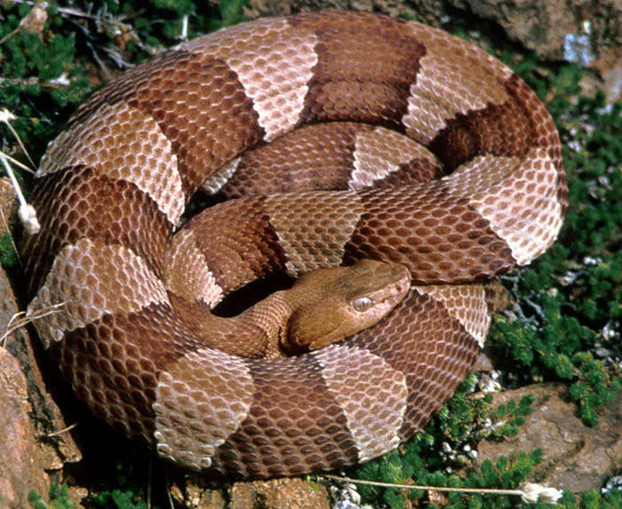 Broad-Banded Copperhead