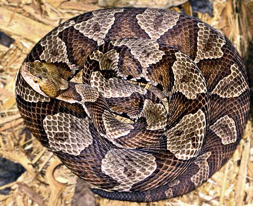 northern copperhead