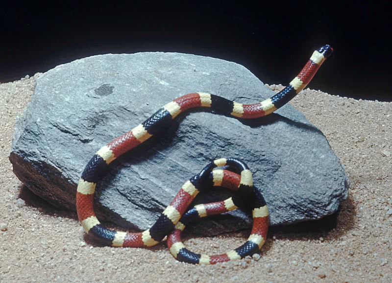 Western Coral Snake  Micruroides euryxanthus