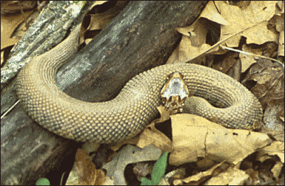 Cottonmouth Snake 2
