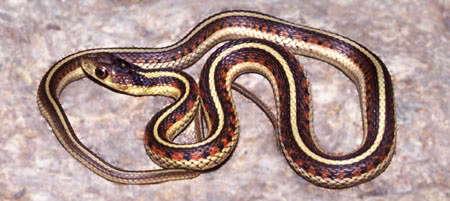 California Red-Sided Garter Snake  Thamnophis sirtalis infernalis