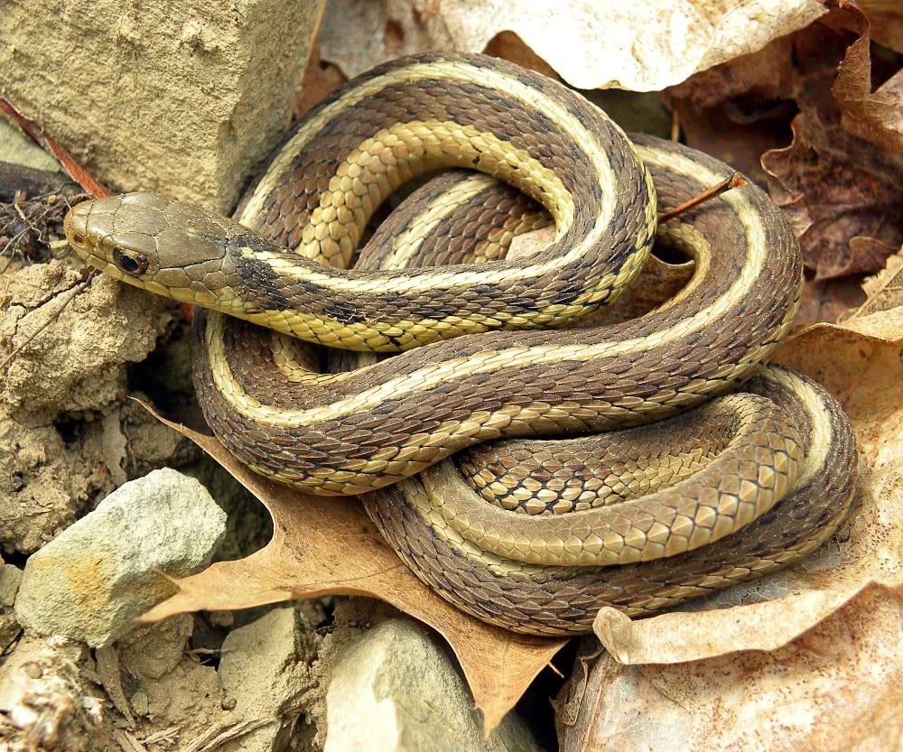 Eastern Garter Snake  Thamnophis sirtalis sirtalis