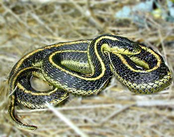 Mountain Garter Snake  Thamnophis elegans elegans