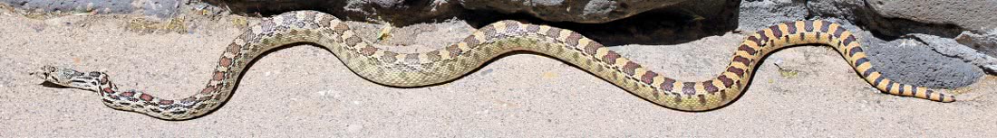 Gopher snake 3
