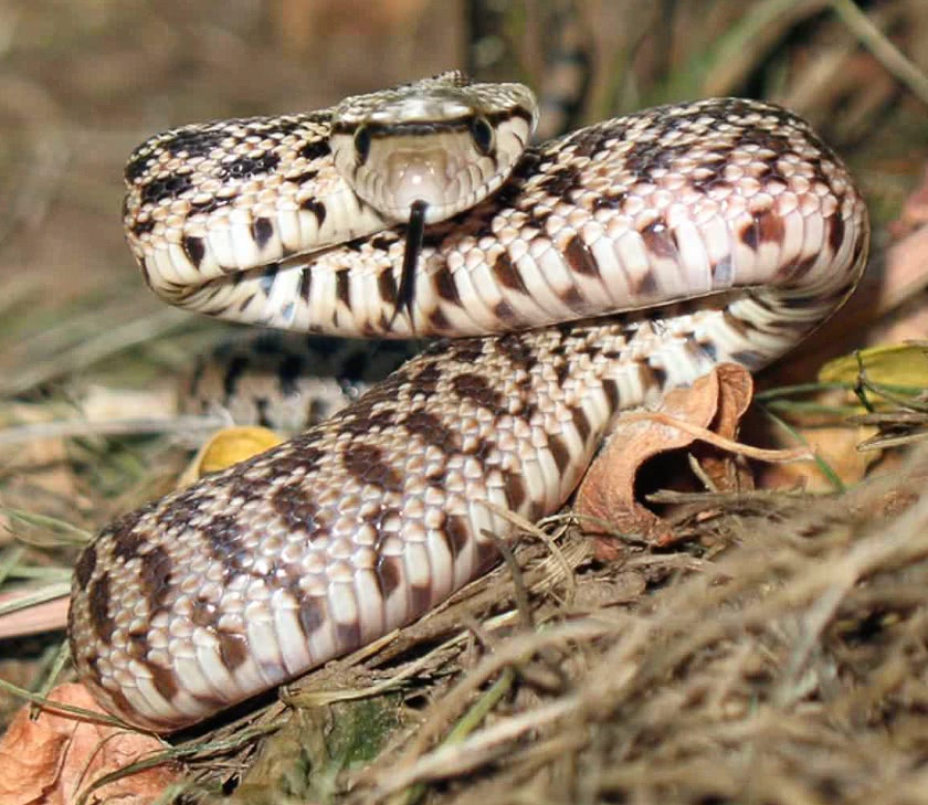Gopher snake in grass