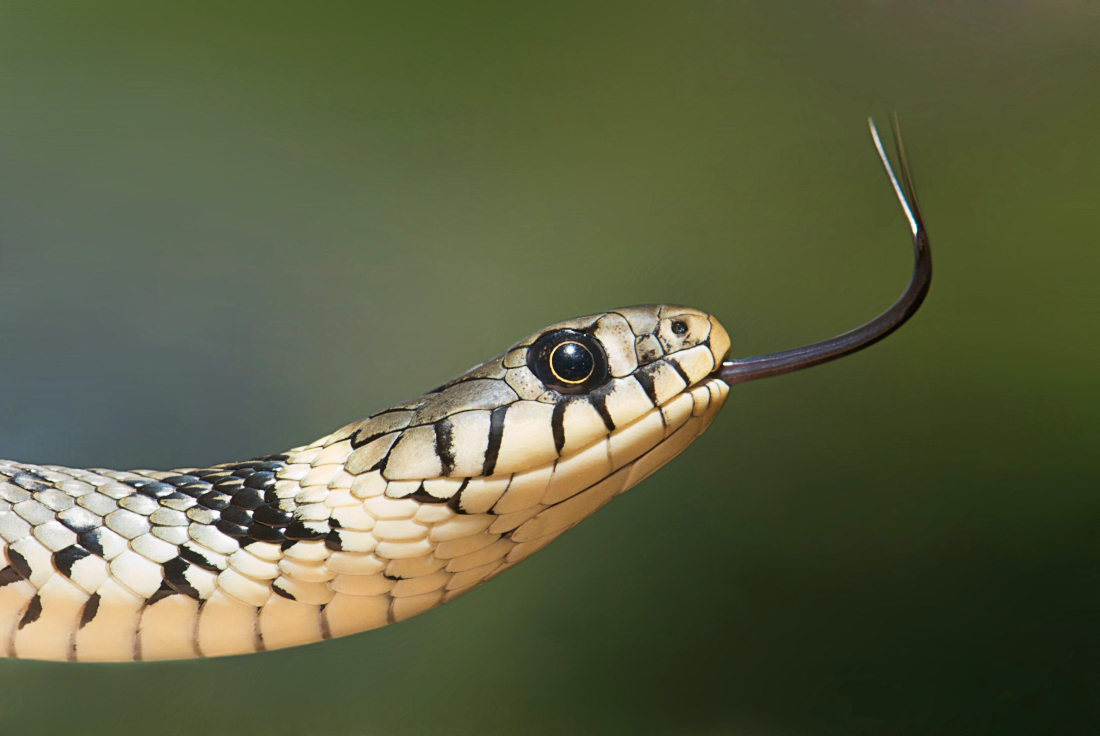 European Grass Snake  Natrix natrix