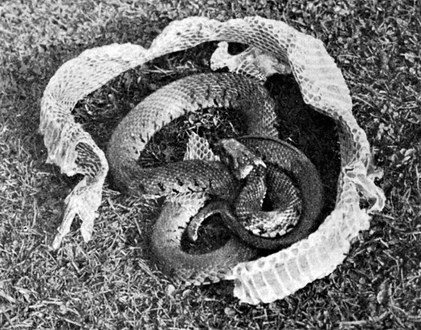 Grass snake casts its skin