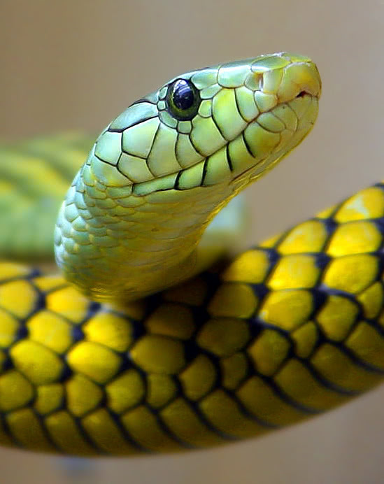 green yellow snake